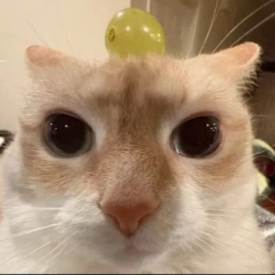 dopamonie